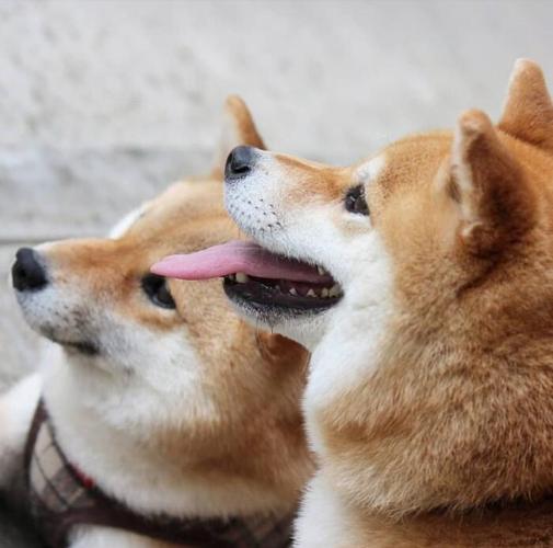 狗和饲养员情侣头像图片：于千万人之中