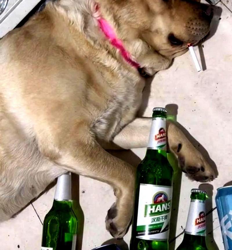 小狗喝酒的图片微信头像女：安全感不是多爱
