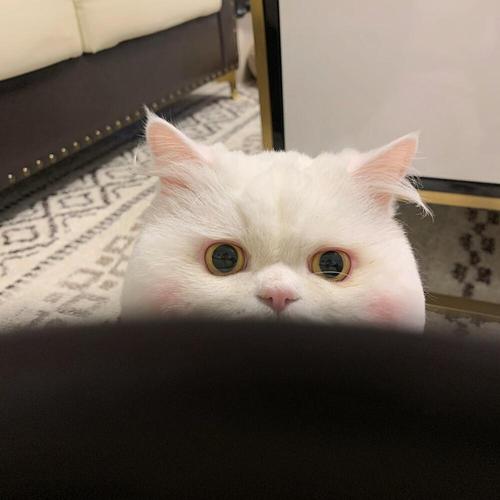 白色猫猫简洁头像可爱：生活开始对我这个小泡芙加奶油了。