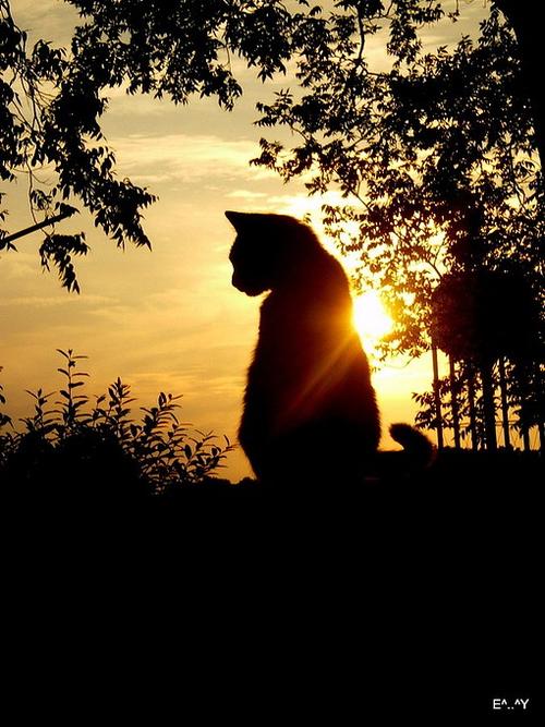 橘猫在海上看日落的头像：时而在楼顶观望日落