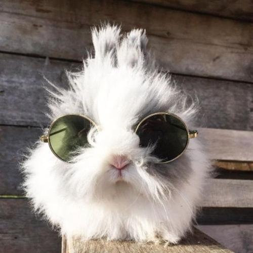 耍酷墨镜兔头像图片：世上最令人惊喜的一件事情是