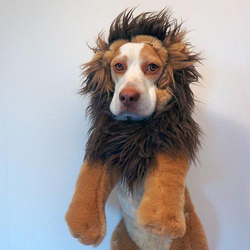 狮子狗头沙雕头像图片：有时候觉得自己变丑了