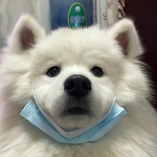 狗戴口罩头像图片：有一种心疼叫做“随便你”