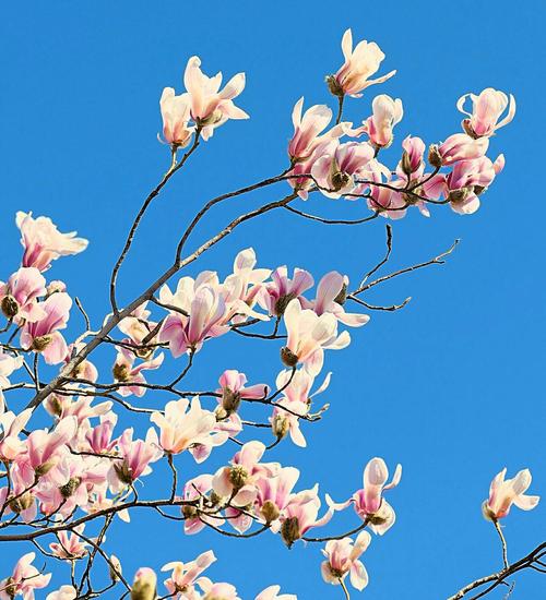 春天的杏花图片头像大全：桃花开了