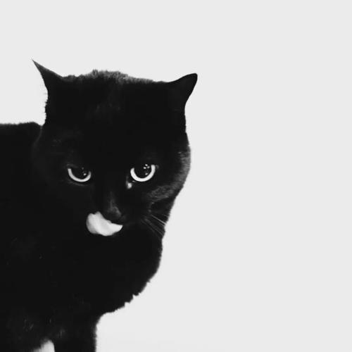 黑色头像带一只猫的图片：遥远的路程经过这里 