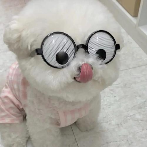 小狗玩偶头像戴眼镜：总有一个人不嫌弃你的所有