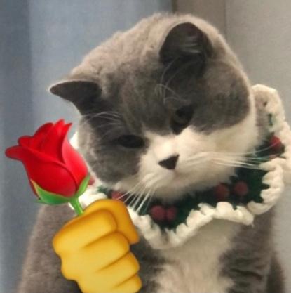 小猫叼玫瑰花的头像图片： 仅有一股冲刺的猛劲