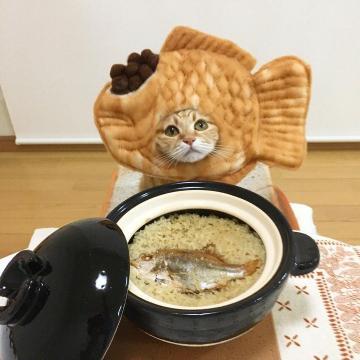 电饭锅猫咪头像：愿得一学霸