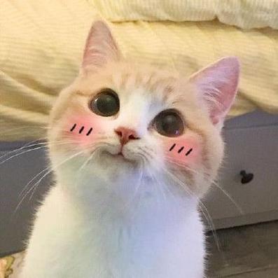 猫咪眯眼睛微笑头像可爱：本该只是过客