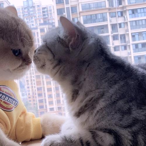 猫沙雕情侣头像一男一女：爱上你,对伱忠贞不二分分秒秒不停歇。