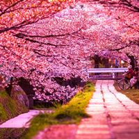 风景头像粉色樱花图片：望着色彩艳丽的一大片樱花