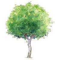 白杨树做微信头像好吗：植树节为你种下三棵树：摇钱树为你带来滚滚财源