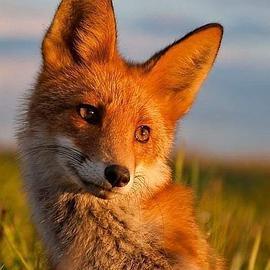 动物头像狐狸可爱：要脑子干嘛 要你就好啦。