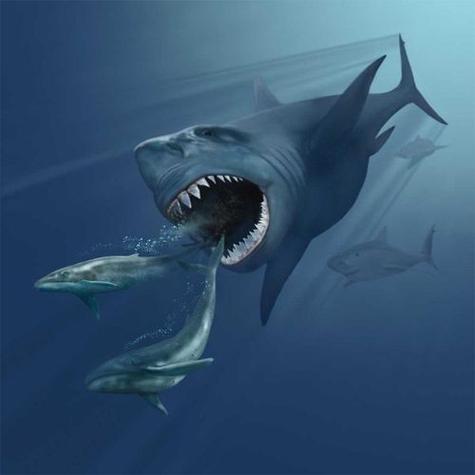 鱼头像鲨鱼头是什么鱼类的：最怕听你说累了