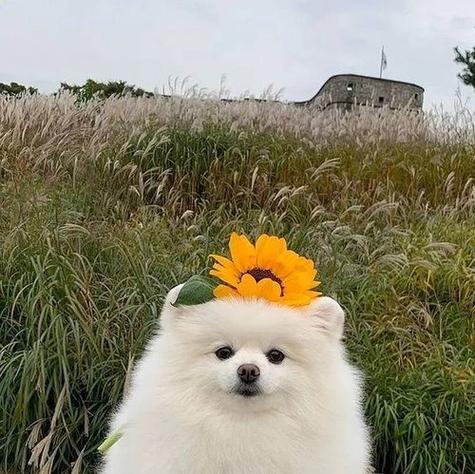田园犬带花的头像：有人说我帅 我笑了 结果他们说我笑起来更帅