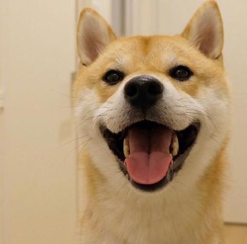 狗狗头像 微笑：养狗是唯一一种金钱能买到的爱。