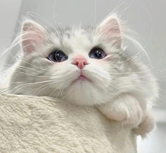 可爱的羞猫头像：这只花猫的全身是白底黑斑