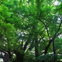 微信头像图片绿色的大树：三里清风三里路