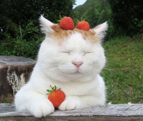 小猫抱着草莓头像： 这么好的天气
