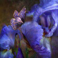 紫色梦幻水滴花蝴蝶头像： 我想成为一个温柔的人