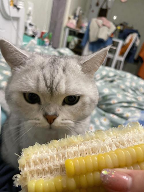 吃玉米的猫五排头像：喜欢你