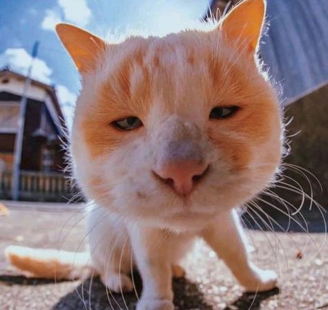 有攻击力的小猫头像图片：明明是两个人的电影