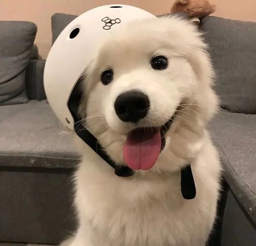 狗狗带帽的头像：我要牵着狗狗去散步啦！