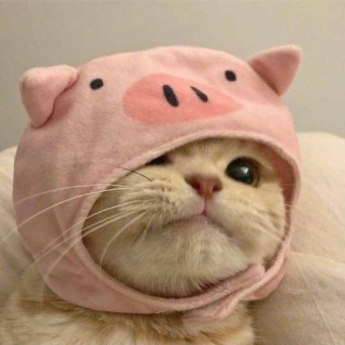 猫猫头像戴帽子粉色：小猫调皮极了