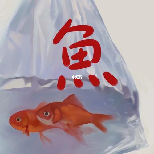 最漂亮鱼的头像：能用红包表达感情的