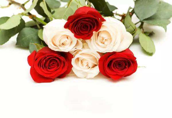 红玫瑰与白玫瑰的闺蜜头像真人：时间证明了