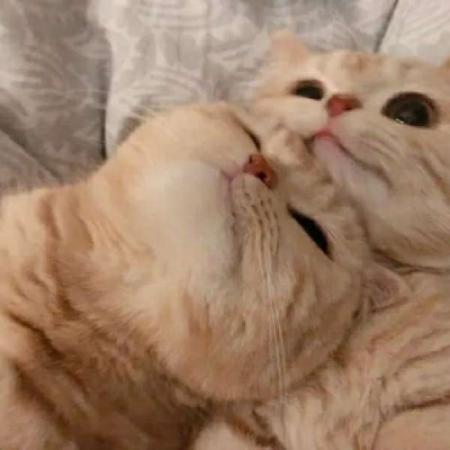 猫沙雕情侣头像一男一女：爱上你,对伱忠贞不二分分秒秒不停歇。