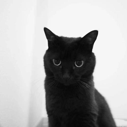 黑色头像带一只猫的图片：遥远的路程经过这里 