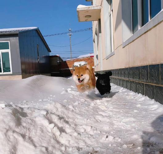 狗头像带雪：不要怪人心眼比你多