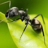 蚂蚁头像两根触角什么意思： 笑不出来就别笑了