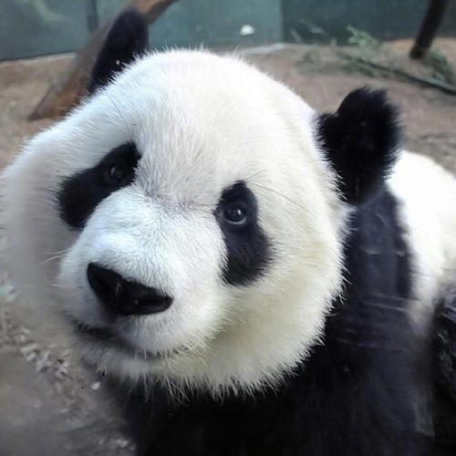 搞怪的熊猫头像大全可爱：万圣节到了在线找个有趣的灵魂