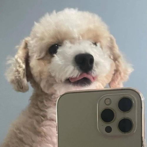 一条狗拿着手机拍照的头像：光 落在你脸上 可 爱一如既往
