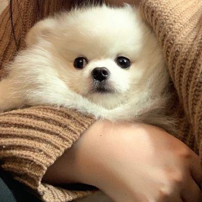 小狗头像甜美可爱大白图片：我要把你放进我的计划里了。