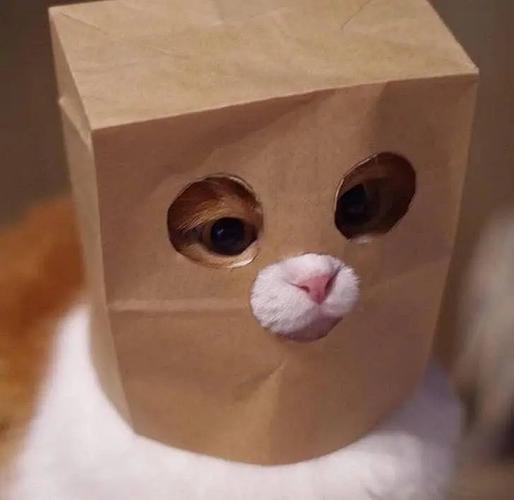 猫咪购物袋头像：无论是顺境或是逆境、富裕或贫穷、健康或疾病、快乐或忧愁……都上淘宝双十一买东西！