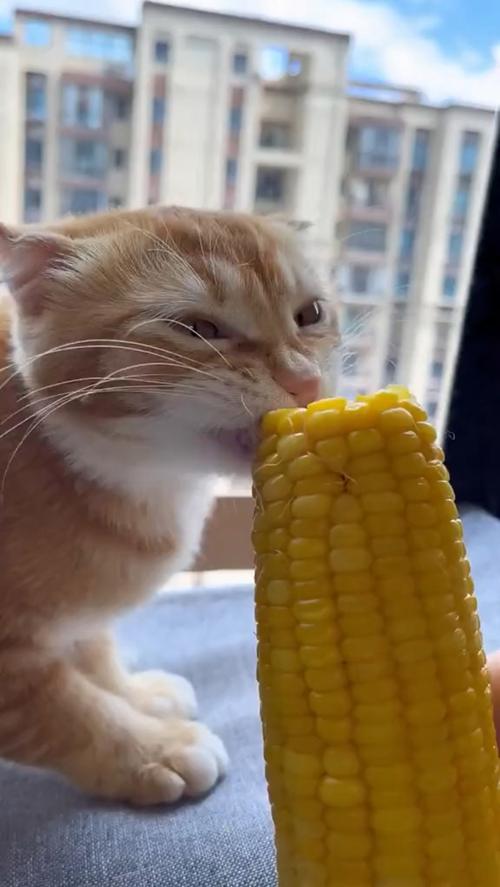 玉米猫的表情包情侣头像： 喜欢