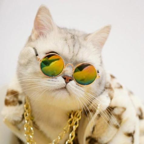 小猫敷面膜戴橘色墨镜的头像：你努力去打扮生活