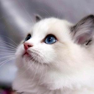 蓝海布偶猫头像：喜欢你才对你污