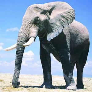 小孩大象可以做微信头像吗视频：每个生命绽放千般的样态