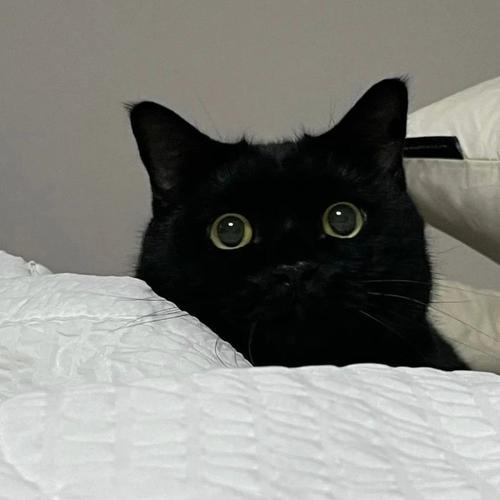 头像是黑色猫咪代表什么：你说我又胖了