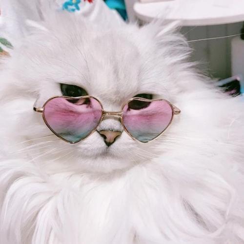 戴眼镜猫玩偶头像： 难过的时候