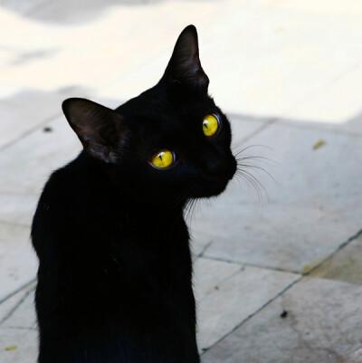 黑色猫咪情侣头像可保存至相册：我的心不大不小