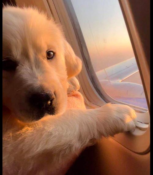 小狗趴飞机窗户头像：不用太羡慕运动排行榜步数比你多的好友