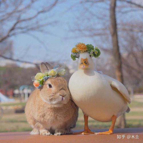 鸭子的情侣头像可爱：情若能自控