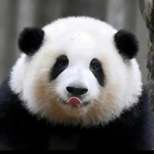 科普作者熊猫头像图片：“为什么家长只看分数？” “废话
