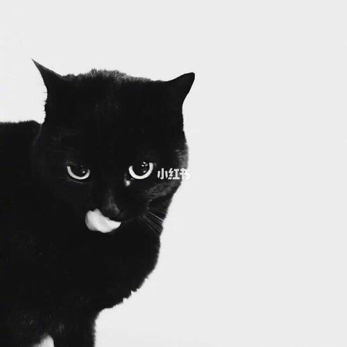 卡通黑色猫咪头像：爱我一点都不容易