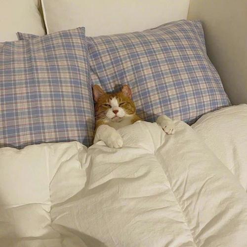 躺着睡觉猫头像：“友谊是什么？”“你智障多年